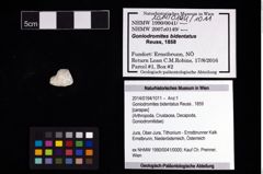 Foto (Objekt + Etikett) von Goniodromites bidentatus (Reuss, 1859)  (NHMW-GEO-2014-0194-1011)
